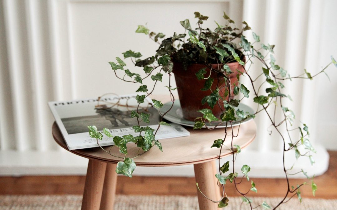 The Essential Low Maintenance Plant Guide for Millennials